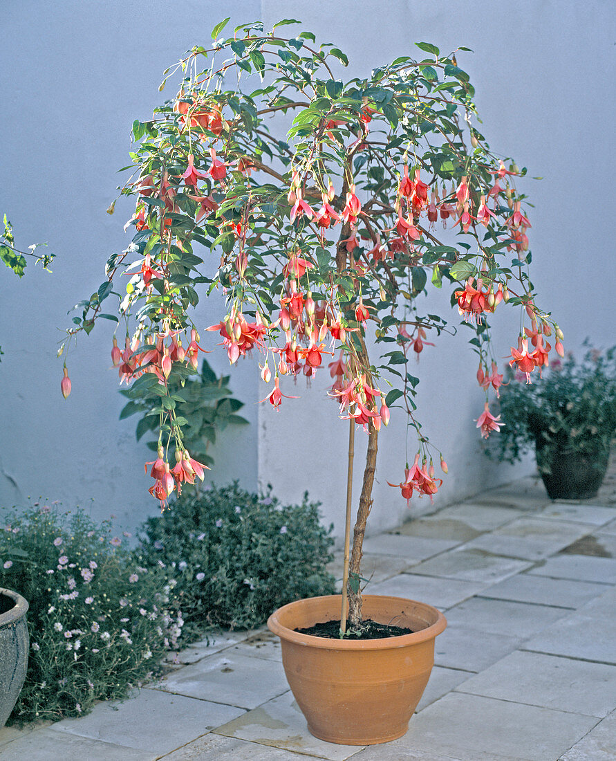 Fuchsia 'Orange Mirage'