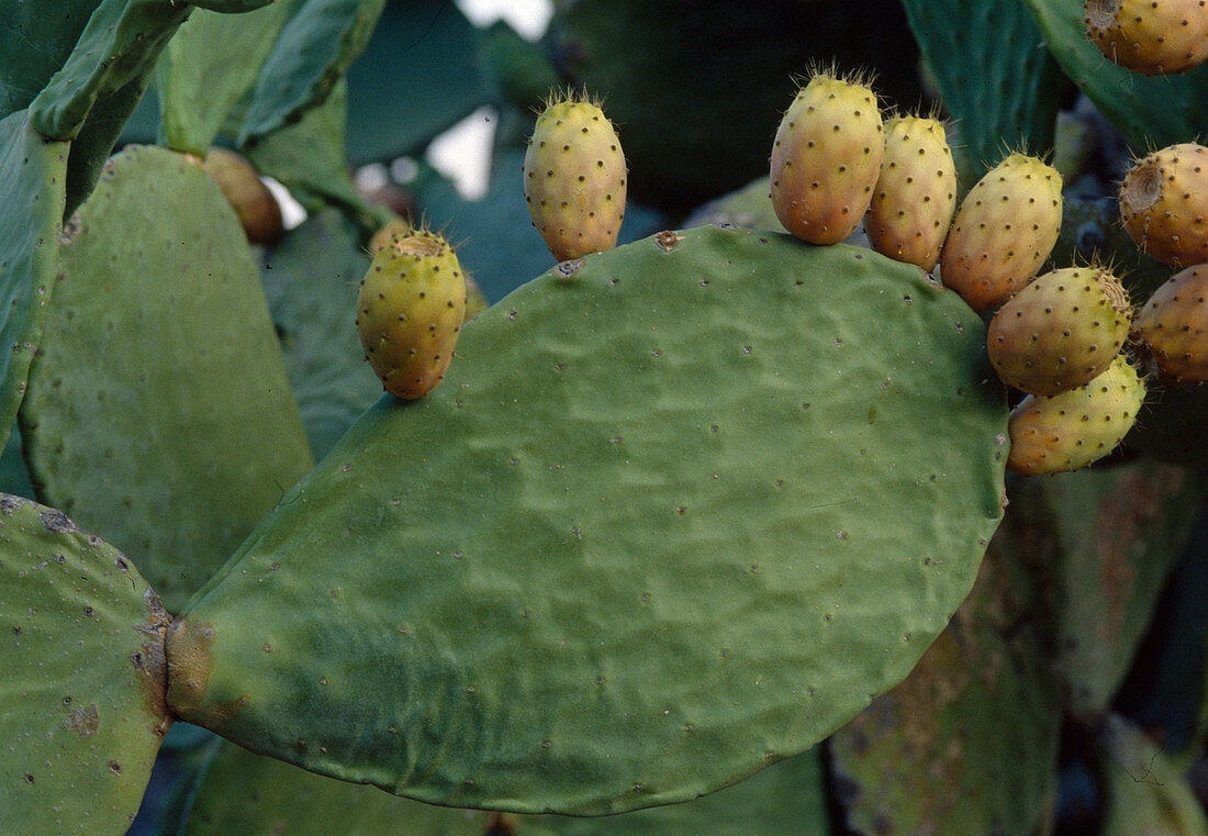 Opuntia (prickly pear) with fruit