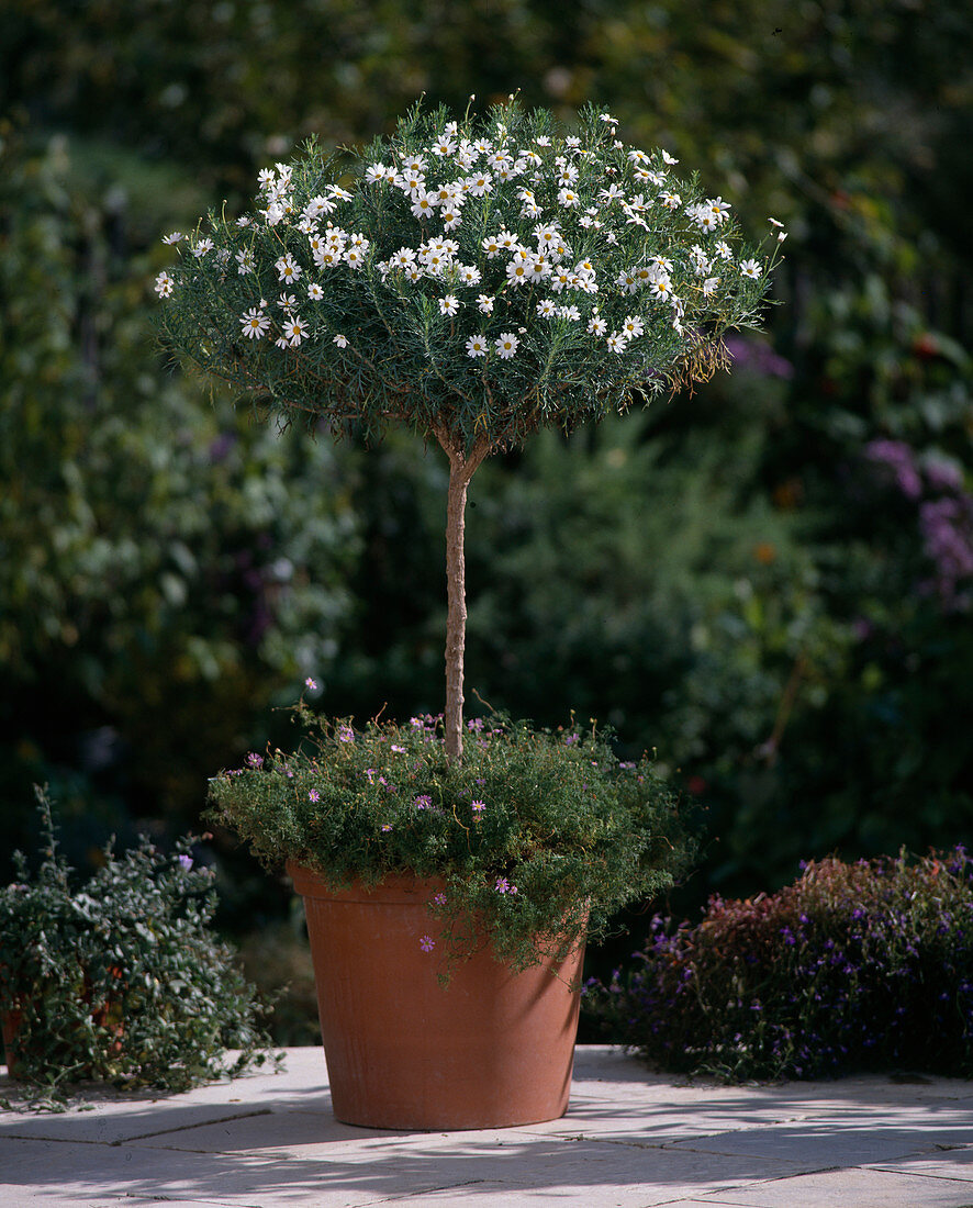 Argyranthemum frutescens