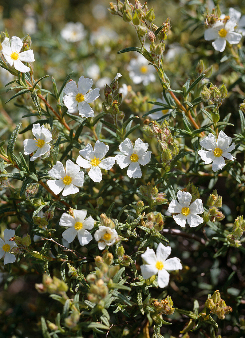 Cistus Salviifolius