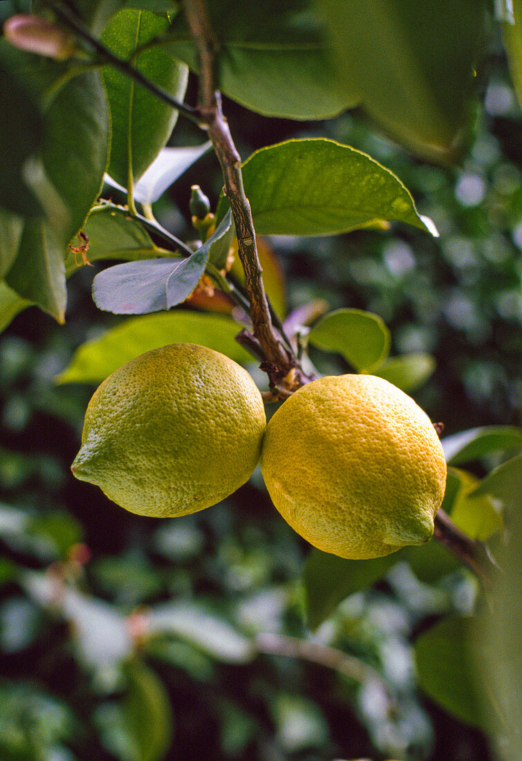 Citrus limon