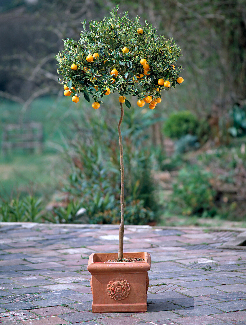 Citrus X mitis Var. variegata