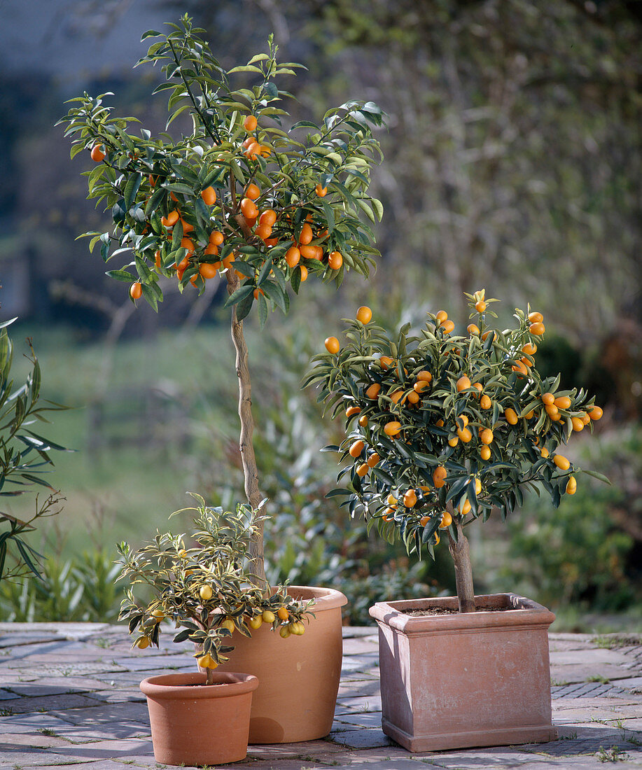 Fortunella japonica variegata, Fortunella japonica (Kumquat)