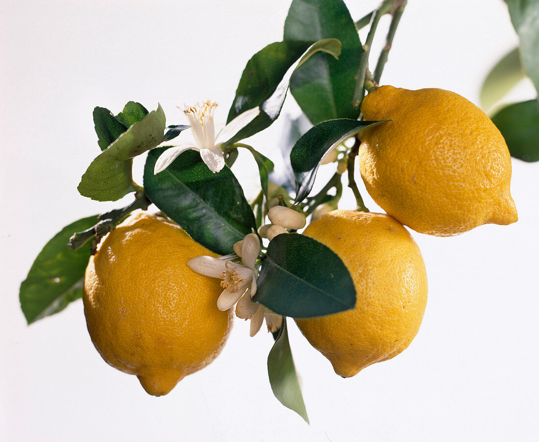 Citrus limon