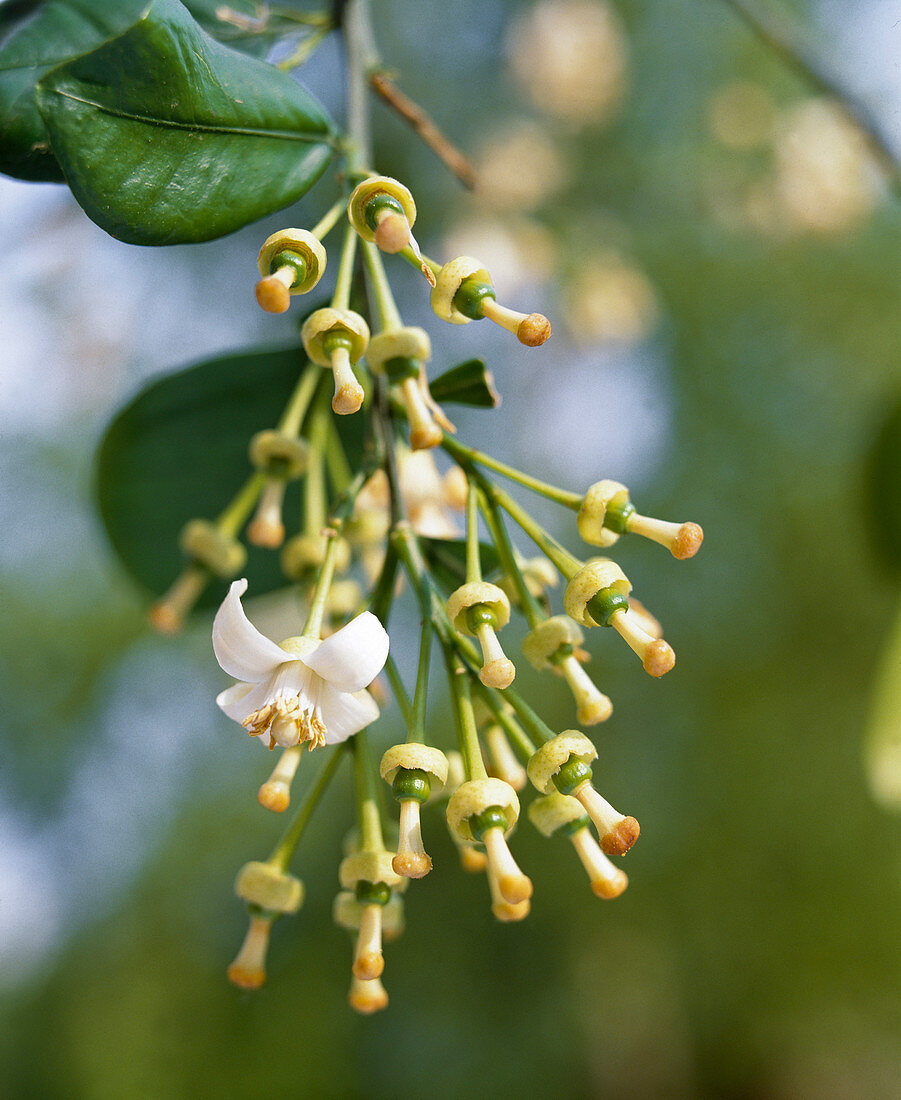 Citrus maximus 'Pomelo'