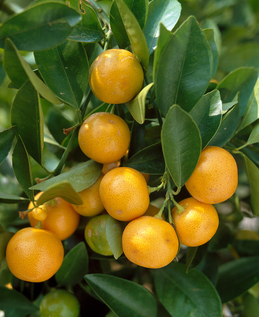 Citrus x mitis Syn.: C. microcarpus