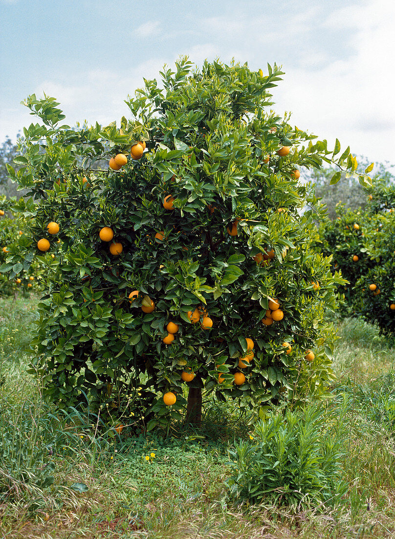 Citrus sinensis