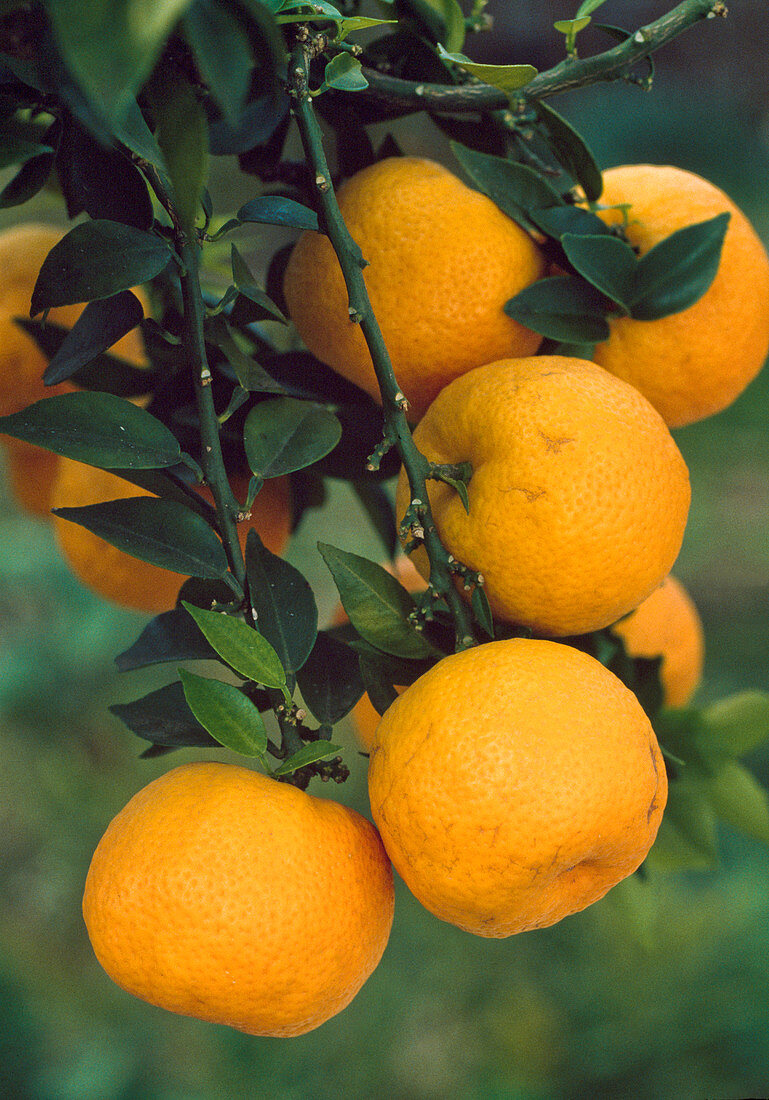 Citrus aurantium var. myrtifolia