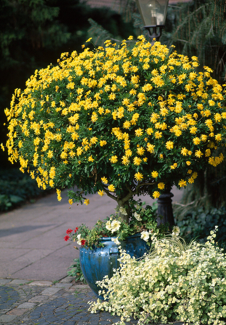 Euryops 'Sunshine'