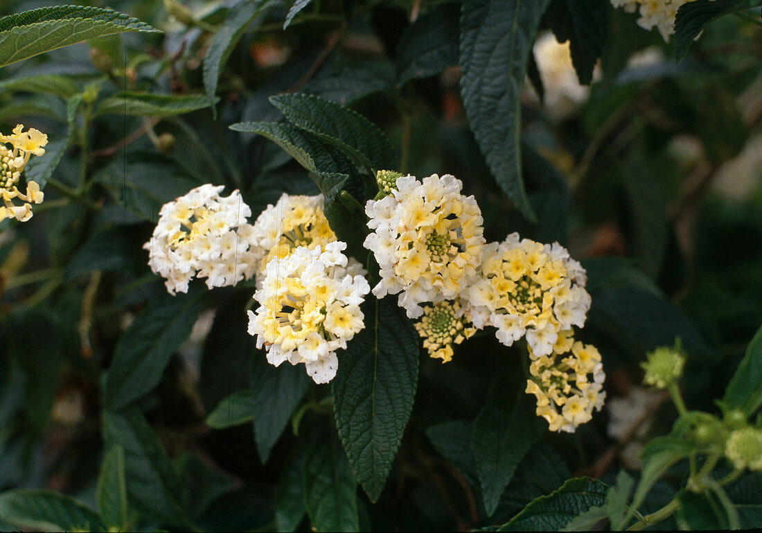 Lantana camara 'Naide' (Wandelröschen)