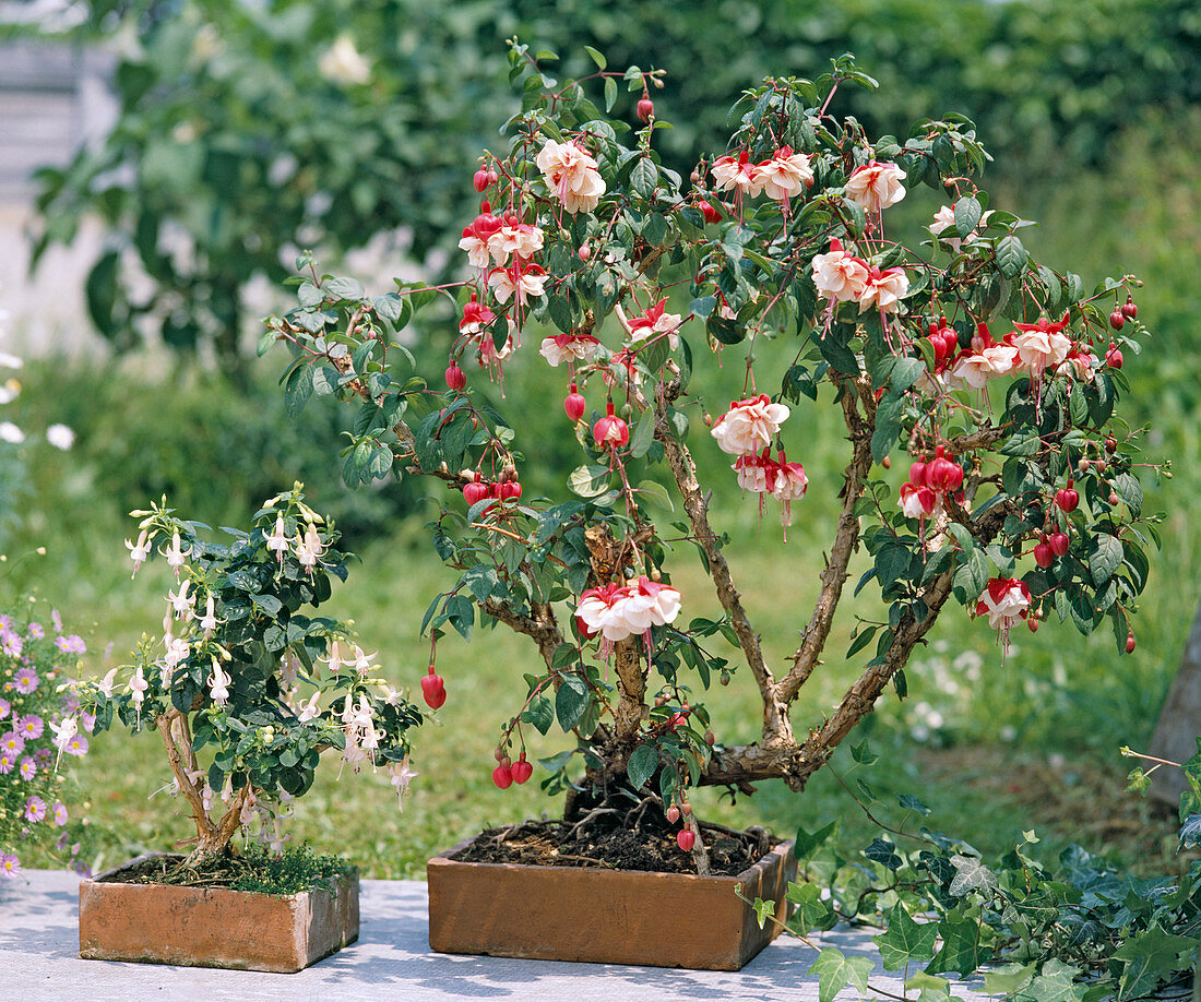 Fuchsia hybrid
