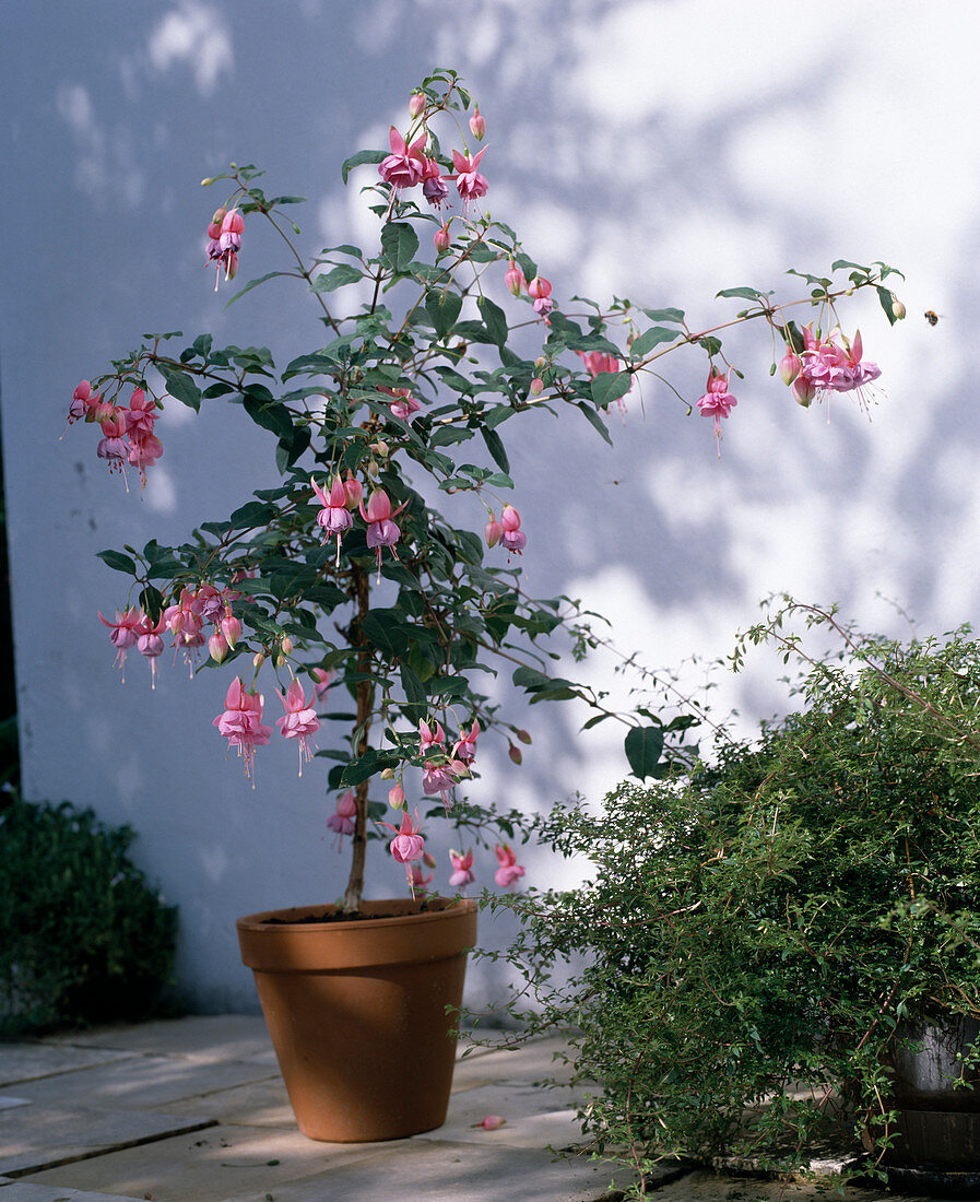 Fuchsia 'Cliantha'