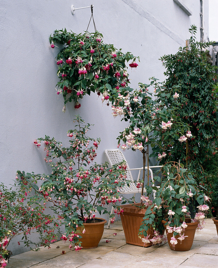 Fuchsia Hybride: 'Louise Emershaw', 'Bernisser Hardy'