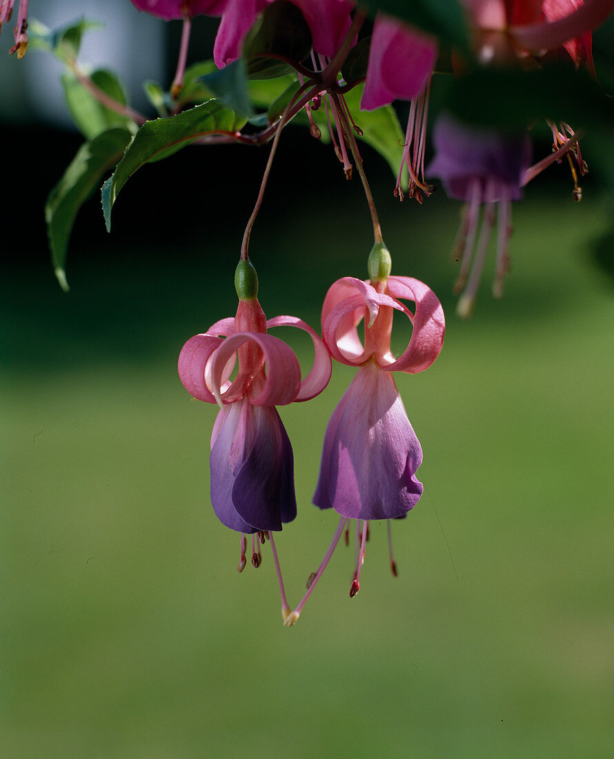 Fuchsia 'Viva Ireland', Makro