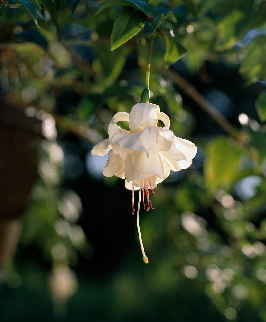 Fuchsia 'Flying Cloud', macro