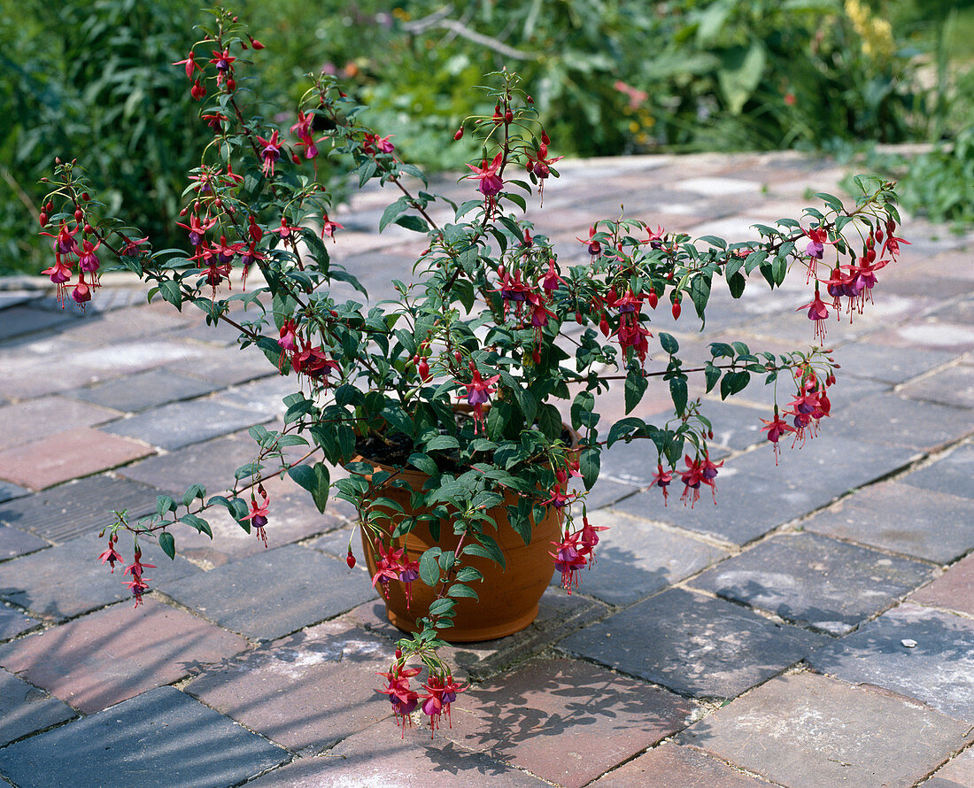 Fuchsia 'Vielliebchen'