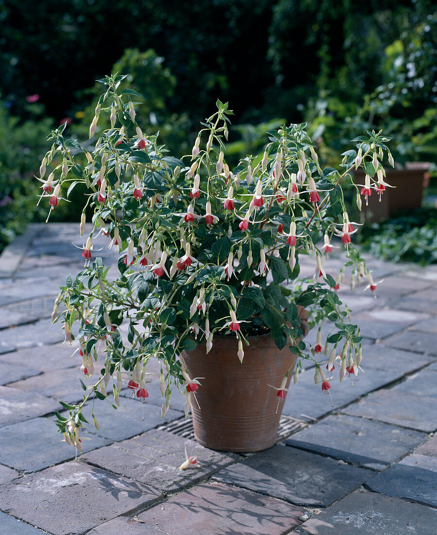 Fuchsia 'Deutsche Perle'