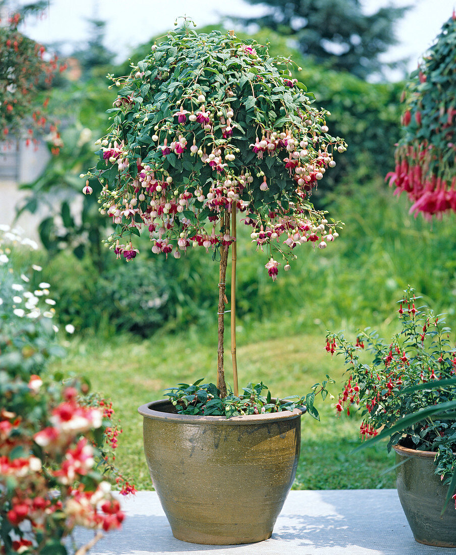 Fuchsia hybrid