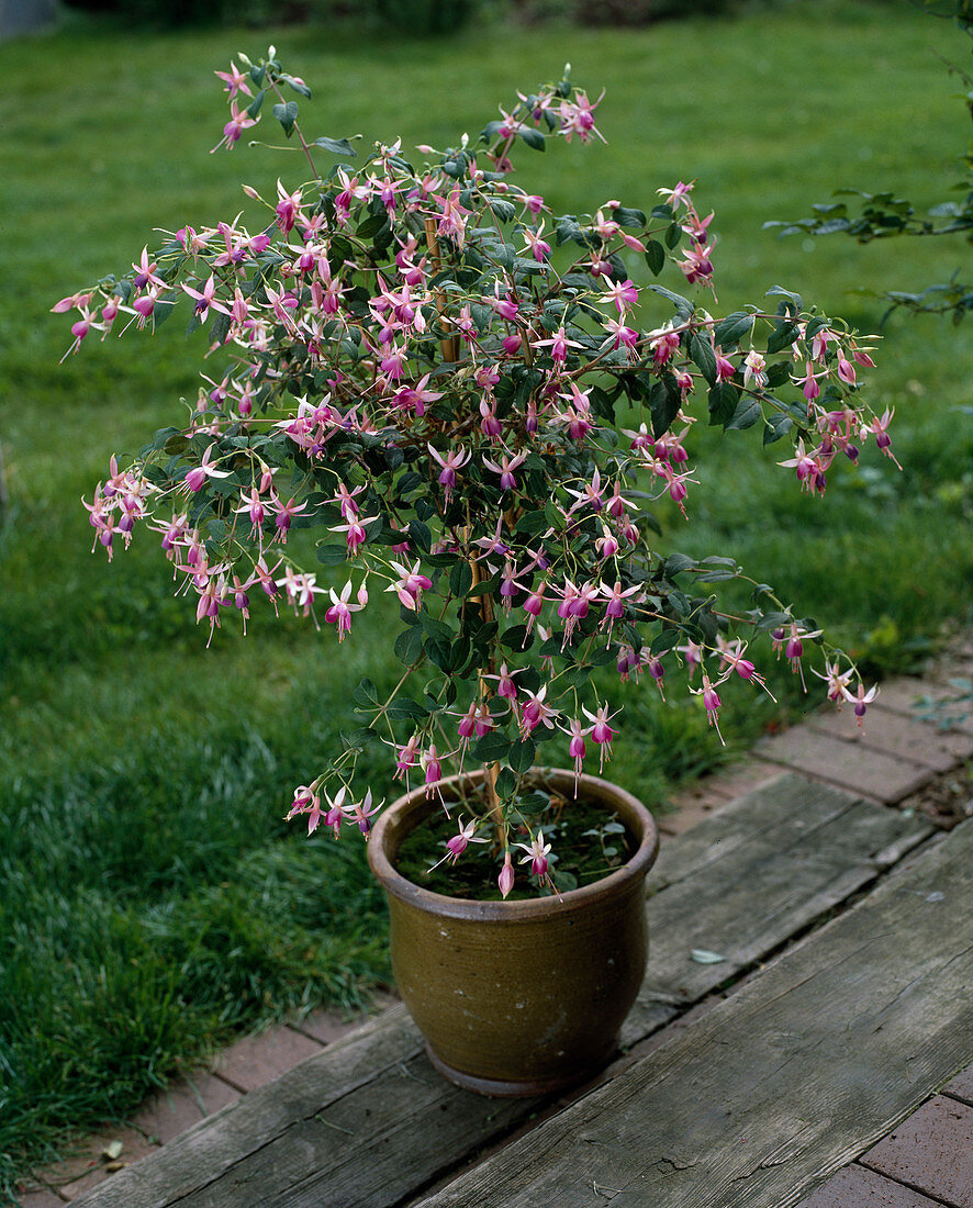 Fuchsia 'Derby Star'