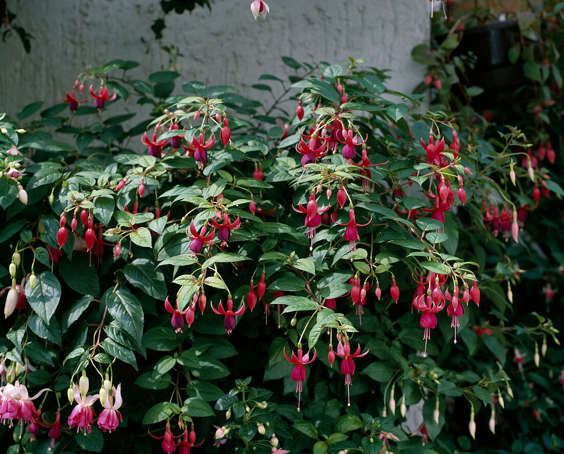 Fuchsia 'Charming' in balcony box