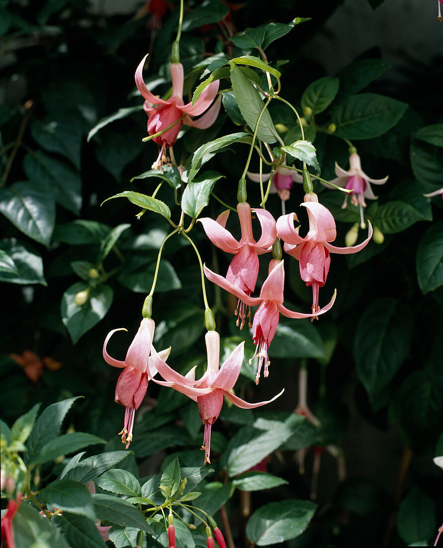 Fuchsia 'Orange Mirage'