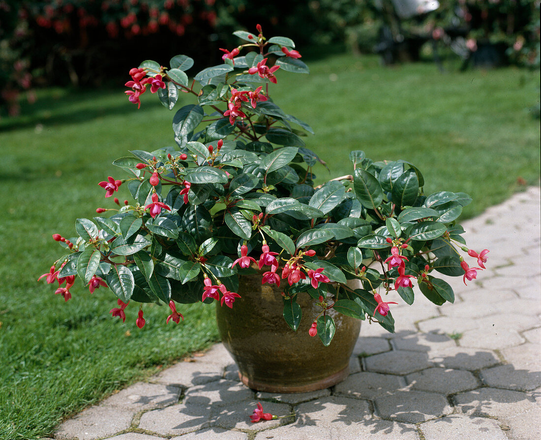 Fuchsia 'Pinocchio'