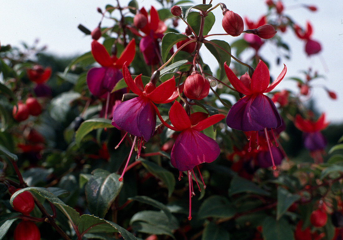 Fuchsia 'Heron'