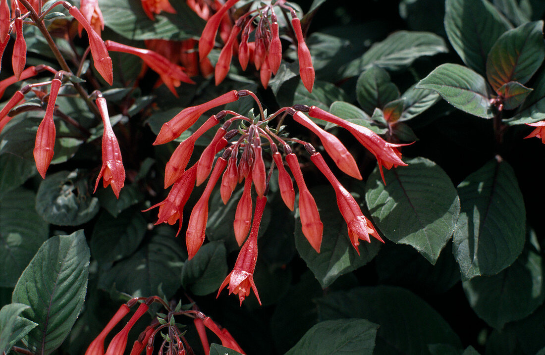 Fuchsia 'Göttingen'