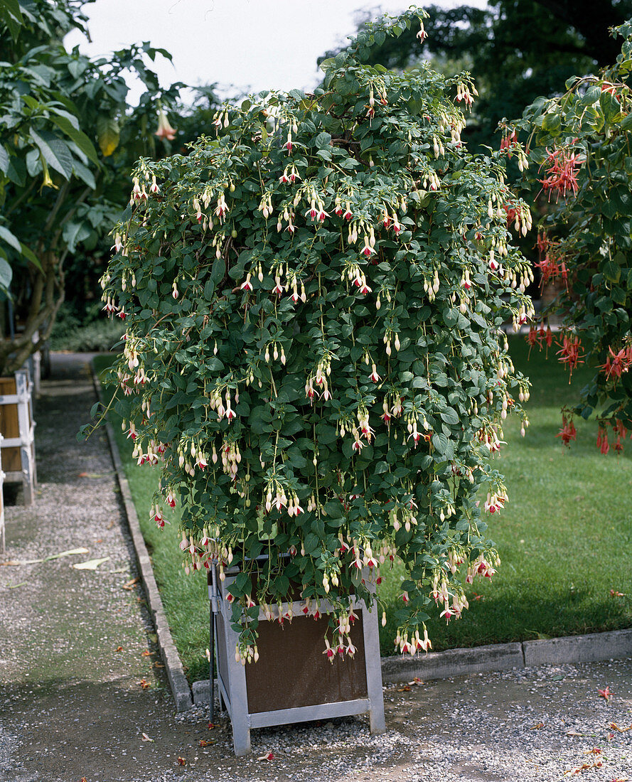 Fuchsia 'Cascade'