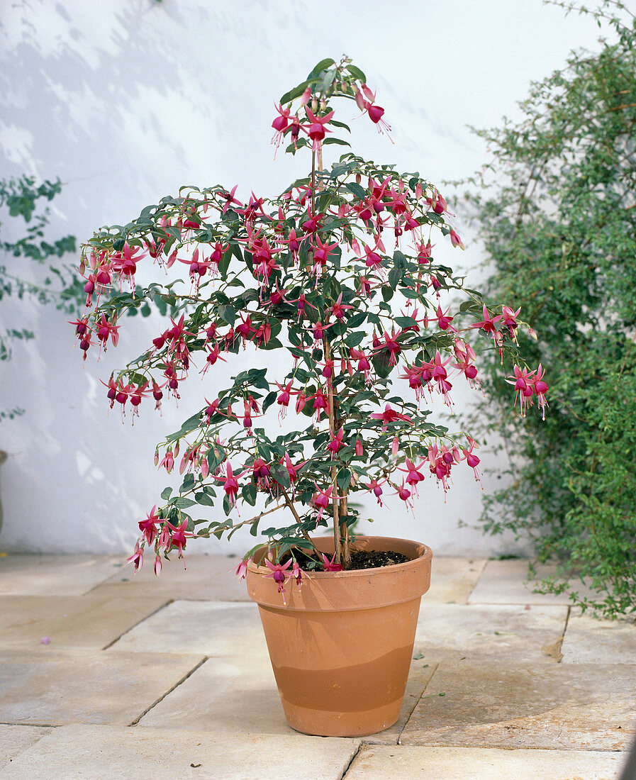 Fuchsia 'Petit Print'