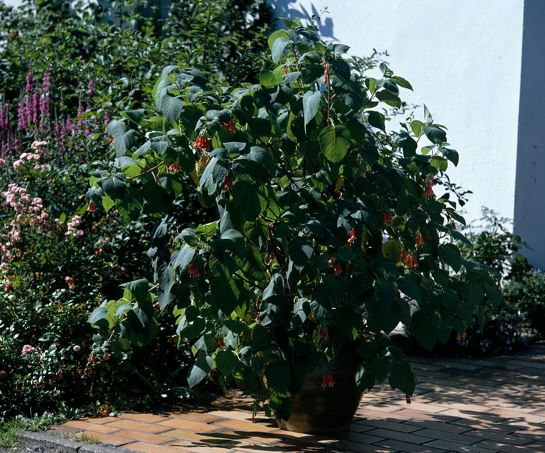 Fuchsia speciosa