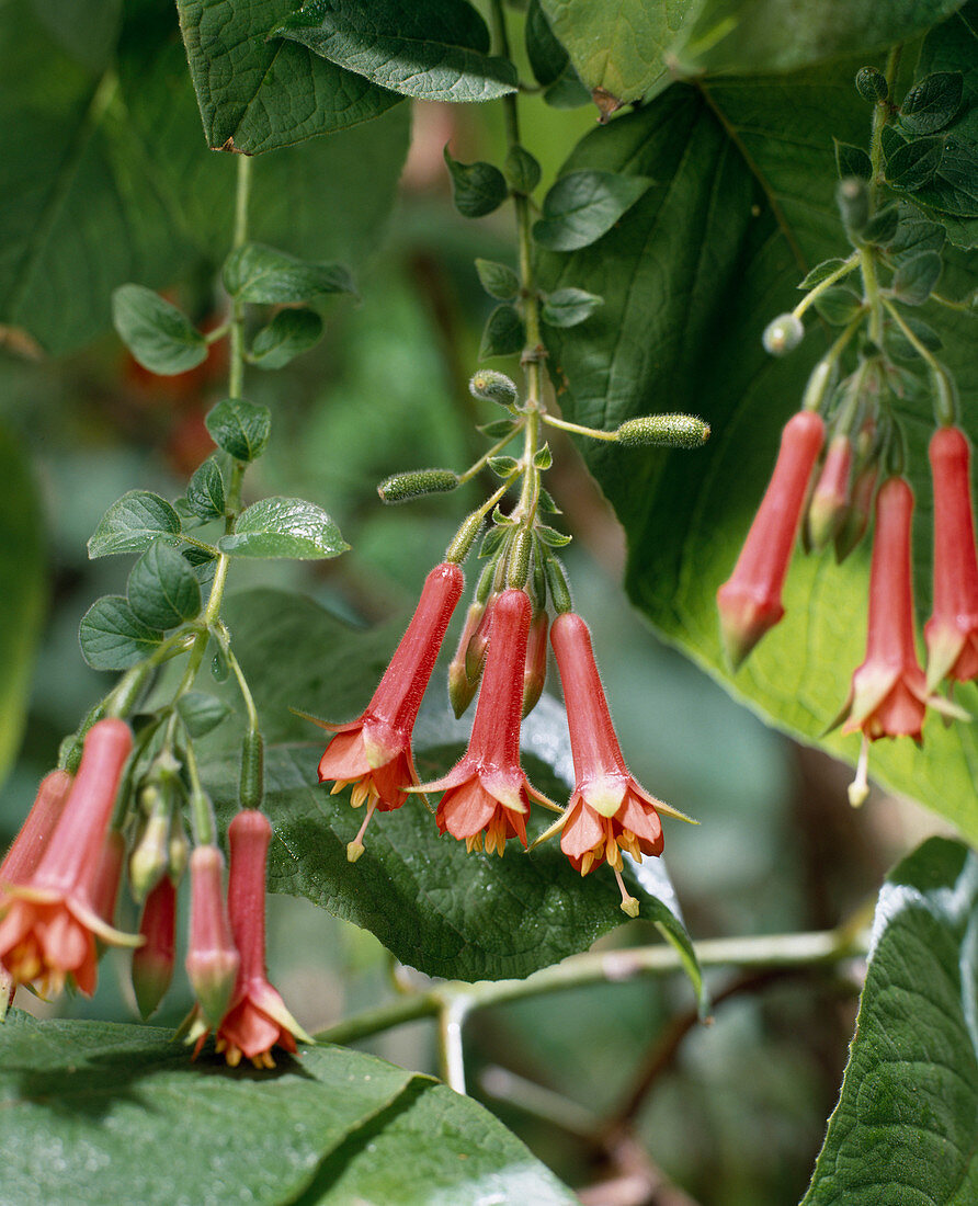 Fuchsia speciosa