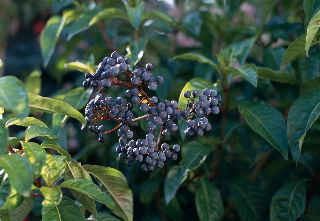 Fuchsia paniculata seed head