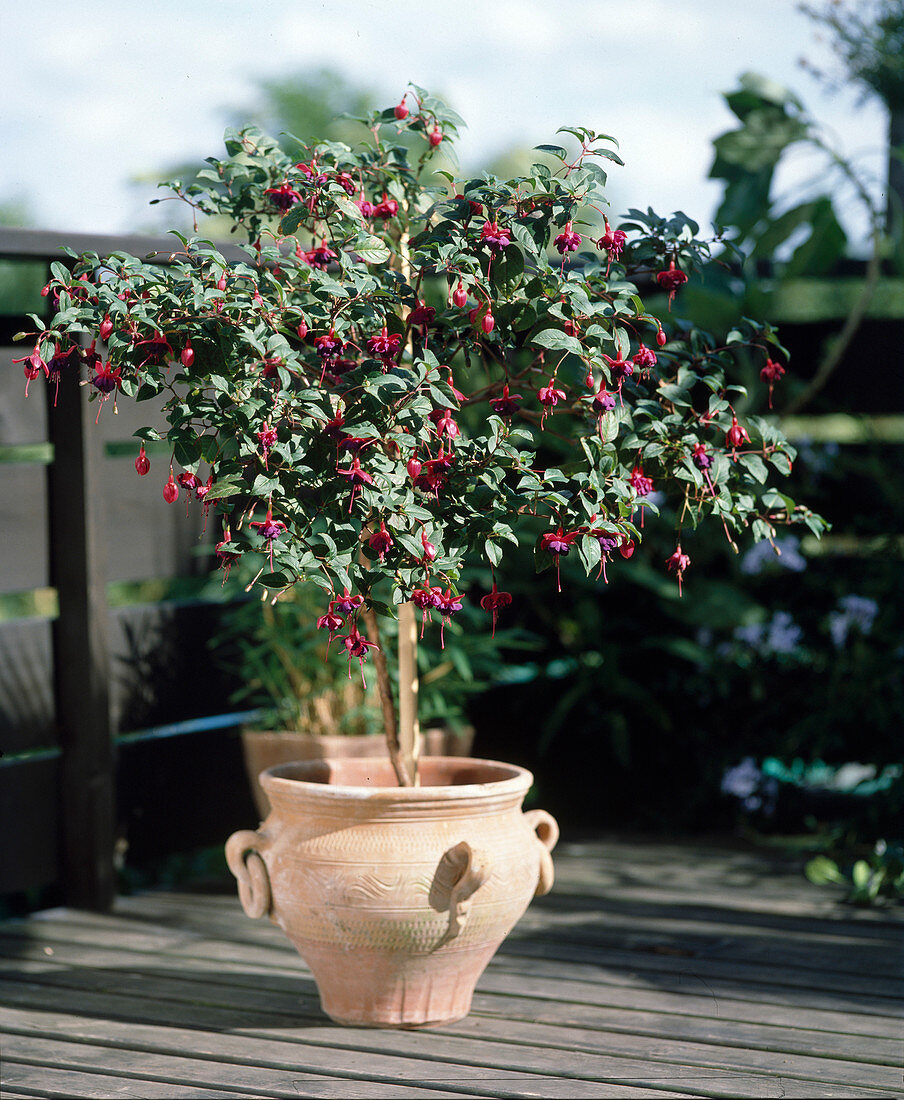 Terrasse mit Fuchsia