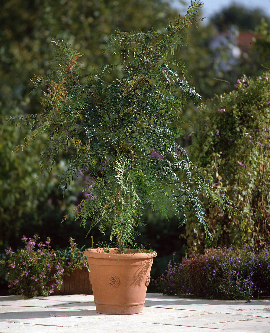 Grevillea robusta