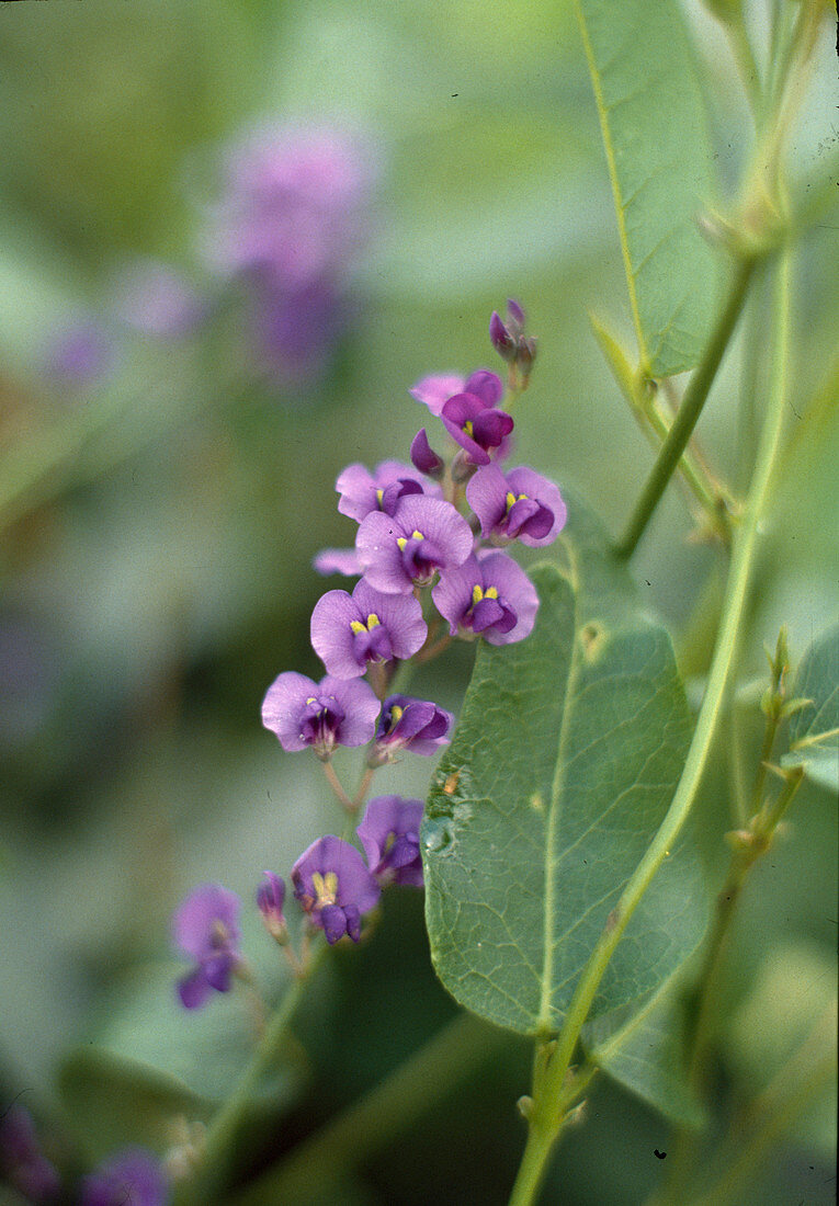 Hardenbergia violacea