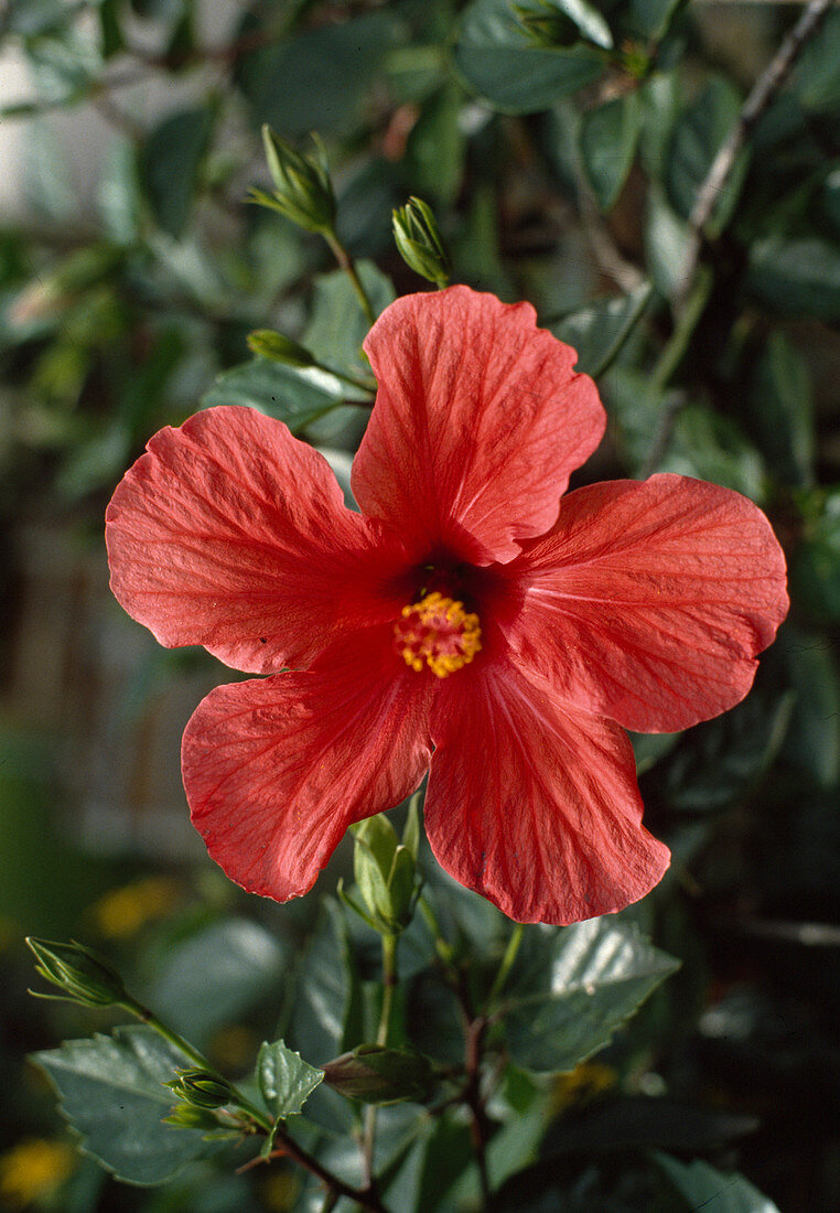 Hibiscus rosa-sinensis