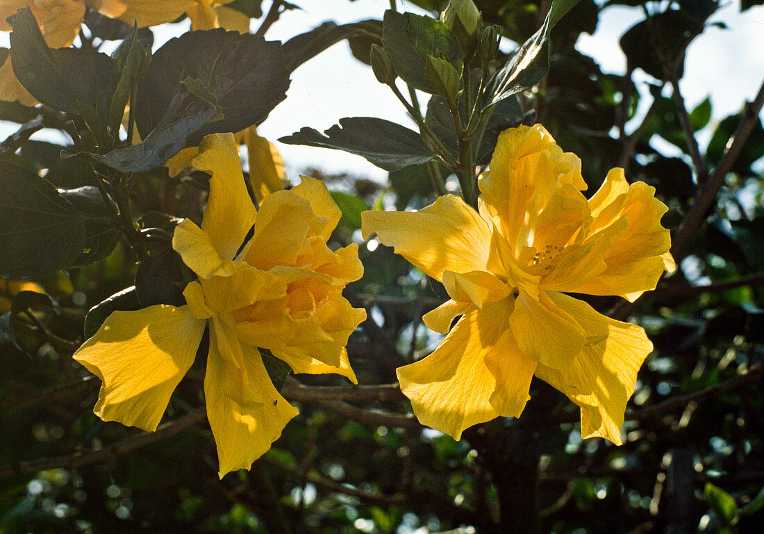 Hibiscus rosa-sinensis