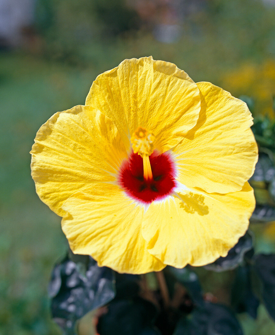 Hibiscus rosa-sinensis (rosemary)