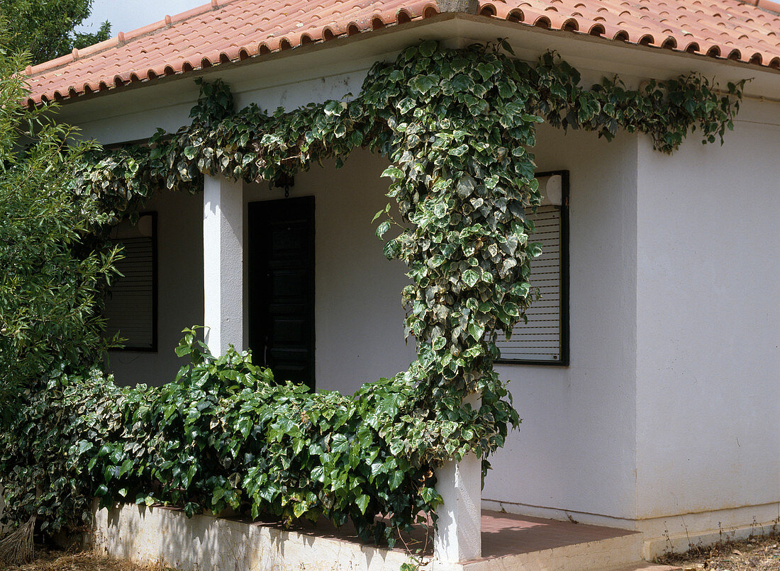 Hedera helix