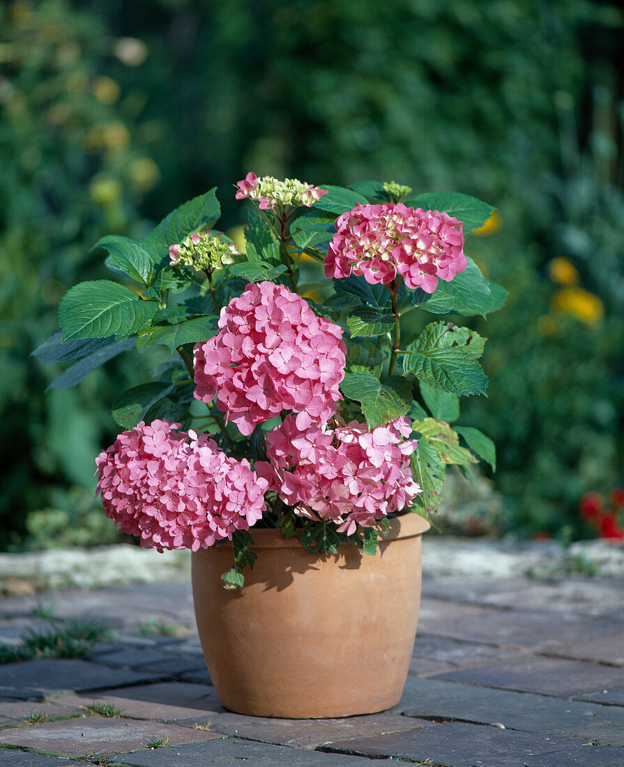 Hydrangea macrophylla