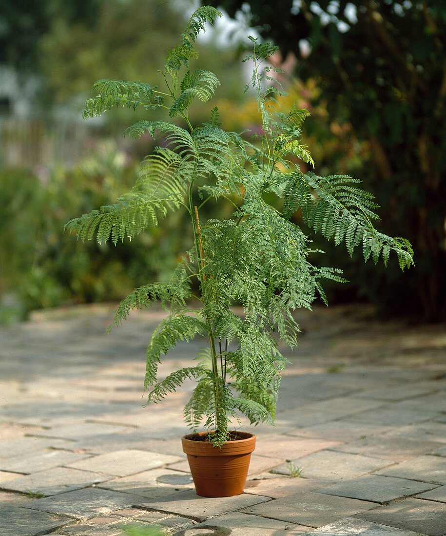 Jacaranda mimosifolia (Rosewood tree)