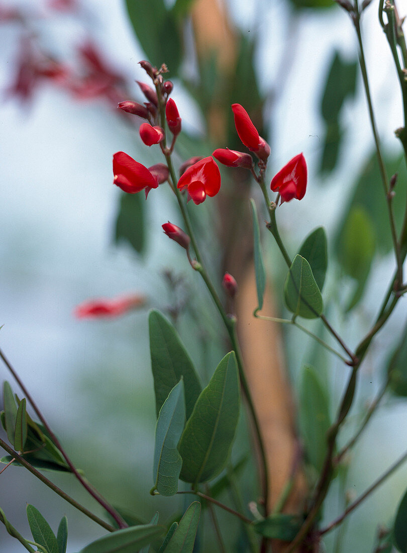 Kennedia coccinea (Purpurbohne, Korallenwein)