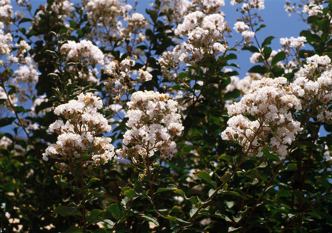 Lagerstroemia indica