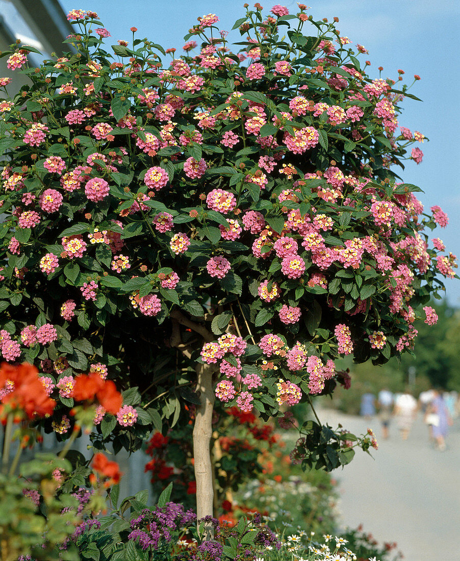 Lantana-Camara Hybride