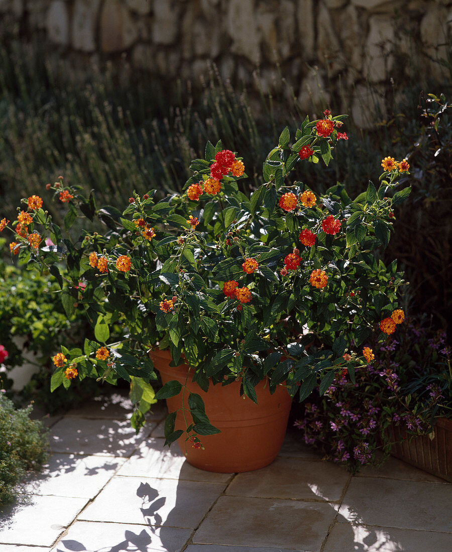 Lantana-Camara hybrid