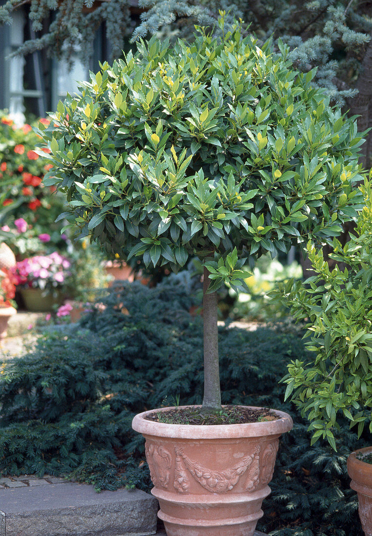 Laurus nobilis