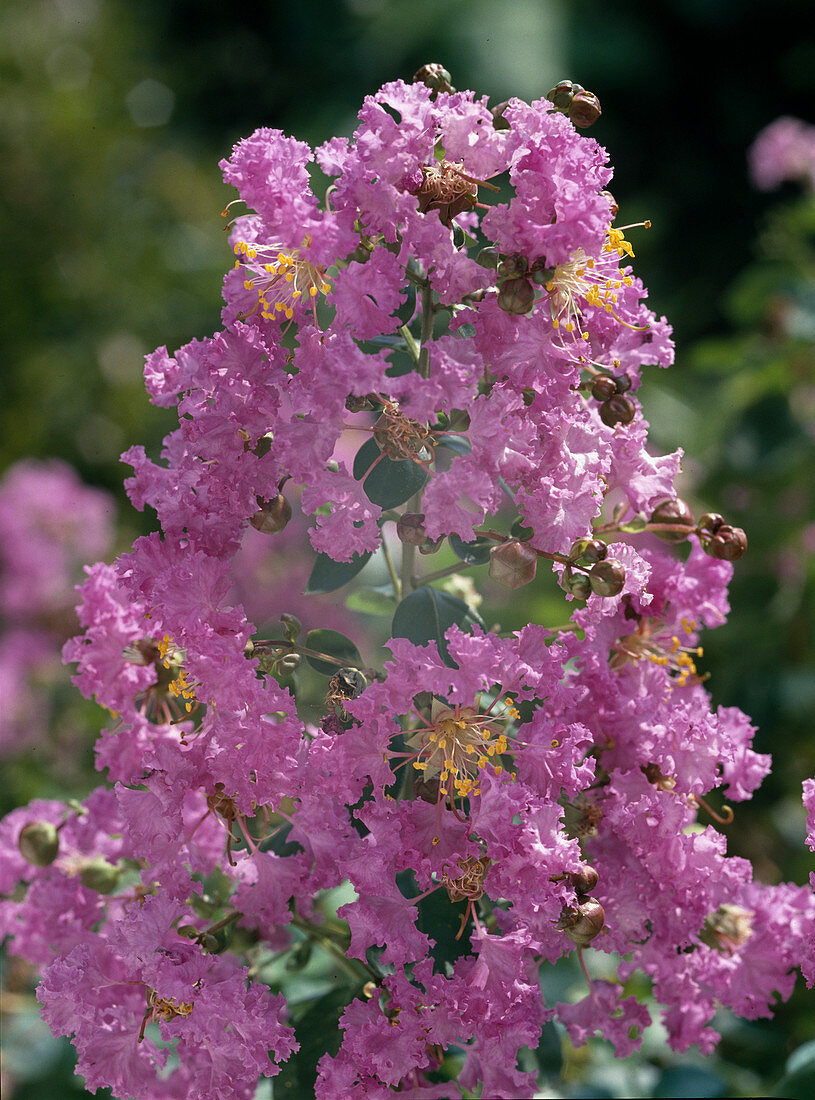 Lagerstroemia