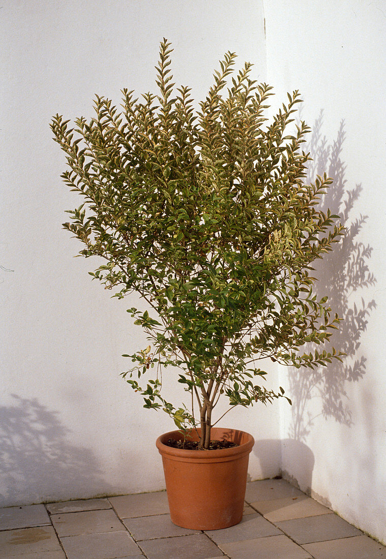 Ligustrum Ovalium 'Aureum'