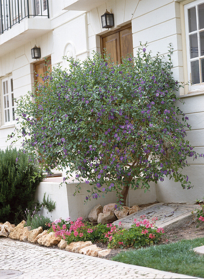 Solanum rantonnetii